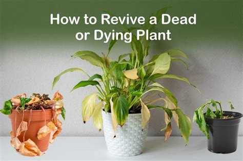 植物爛根補救|爛根起死回生！搶救垂危植物，實驗成功！How to revive from。